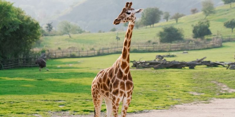 Prague Zoo